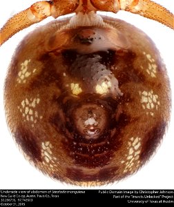 Underside view of abdomen of Steatoda triangulosa
New Guild Co-op, Austin, Travis Co., Texas
30.286735, -97.743503
October 31, 2015
Public domain image by Christopher Johnson
Part of the Insects Unloc