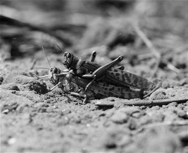 Locust burying eggs in the sand, probably a desert locust (Schistocerca gregaria). Underlying female with the ovipository deep in the ground. Palestine during the plague in 1930.