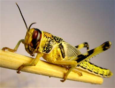 Schistocerca gregaria, Desert locust, subadult