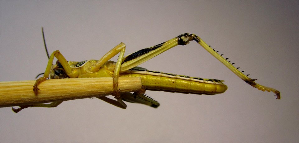 Schistocerca gregaria, Desert locust, subadult photo