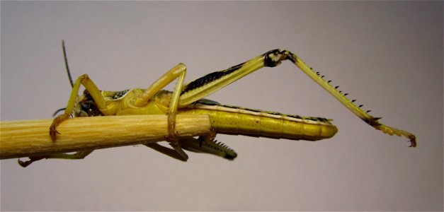 Schistocerca gregaria, Desert locust, subadult