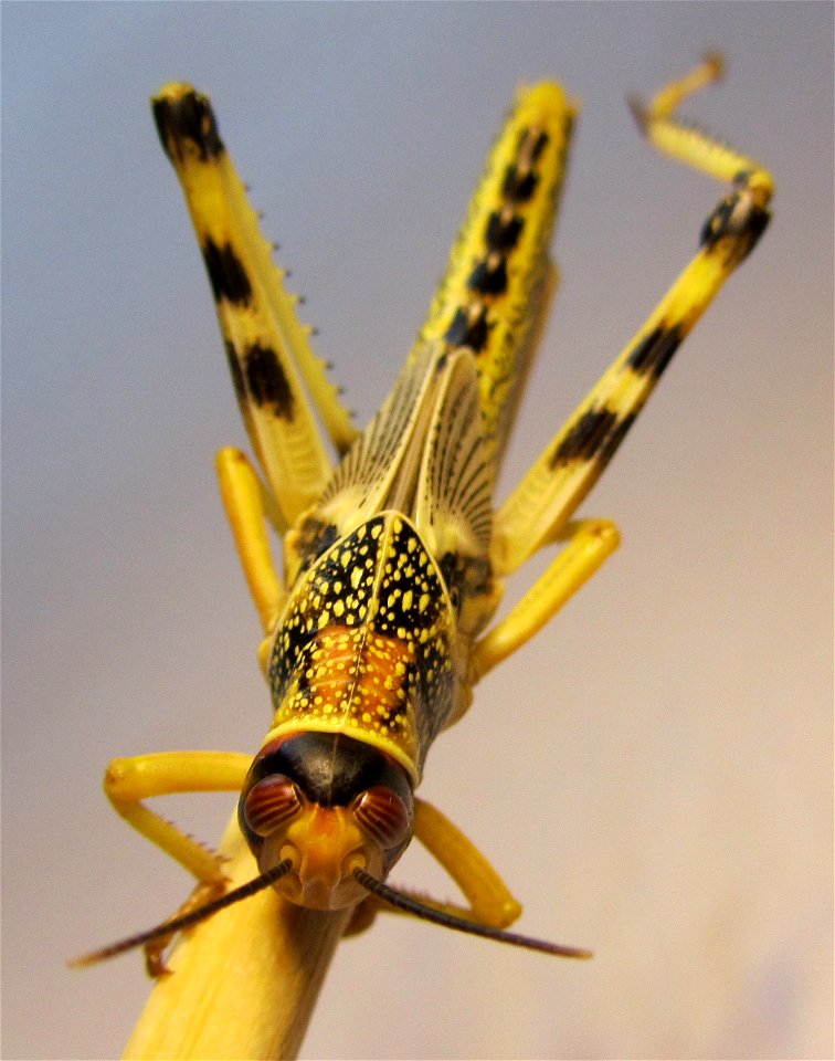 Schistocerca gregaria, Desert locust subadult