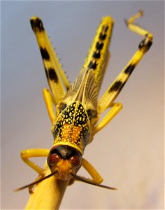 Schistocerca gregaria, Desert locust subadult photo