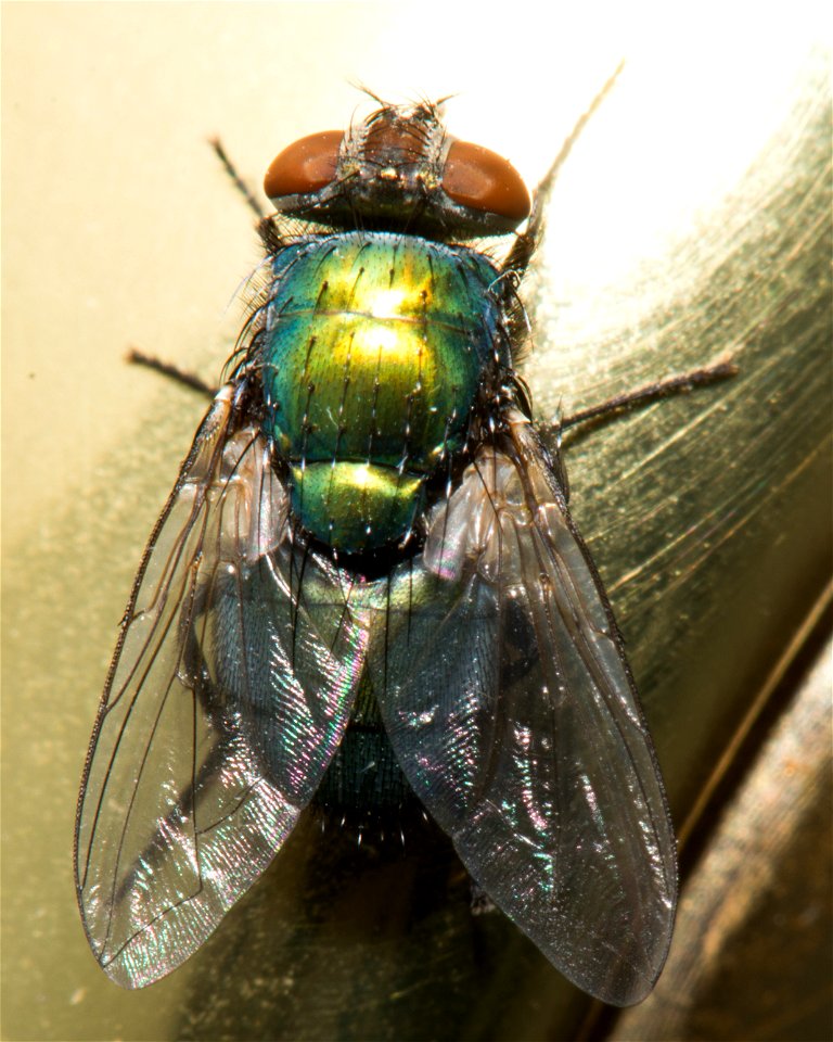 Crop of a 1:1 macro shot of a fly that landed on my bedroom doorknob. Most likely a Lucilia sericata (Common green bottle fly). Details of hairs, eyes, and wings are pretty clear in this shot. Size wa