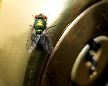 1:1 macro shot of a fly that landed on my bedroom doorknob. Most likely a Lucilia sericata (Common green bottle fly). Size was about 2 cm.