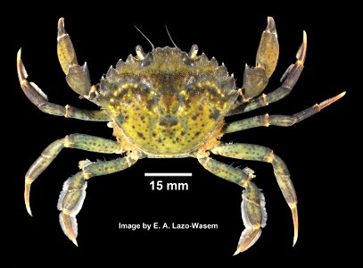 PRESERVED_SPECIMEN; ; 70% alc.->dry; Det. by: Daniel J. Drew 2014; GM Image; IZ number 71229; lot count 1; 2014-08-19T00:00:00Z