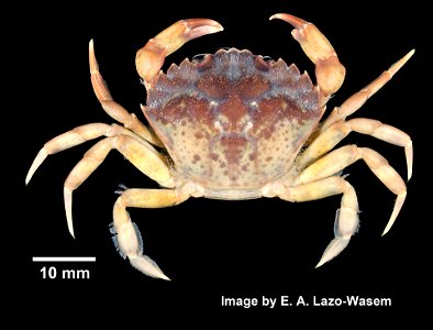PRESERVED_SPECIMEN; ; 70% alc.; Det. by: Lourdes M. Rojas; GM Image; IZ number 38505; lot count 3; 2006-07-11T00:00:00Z