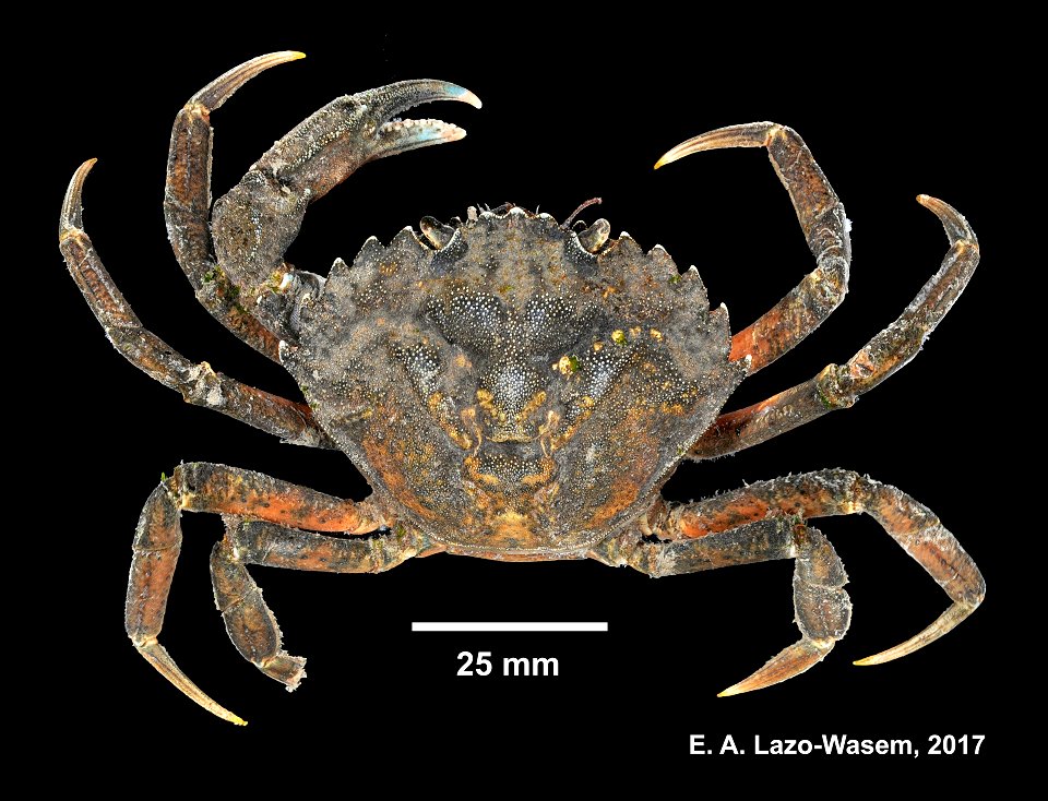 PRESERVED_SPECIMEN; ; 70% alc.; Det. by: Leanne E. Elder 2698; Ginsburg; IZ number 97776; lot count 1; specimen; male; 2017-06-30T00:00:00Z