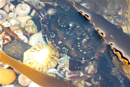 European Green Crab (Carcinus maenas) photo