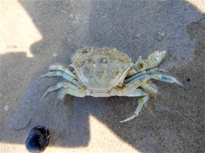 European Green Crab (Carcinus maenas) photo