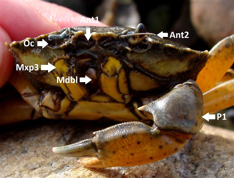Carcinus maenas (front)