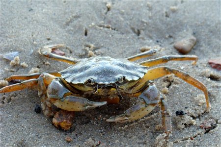 Common shore crab 'Carcinus maenas' photo