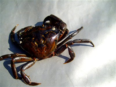 Image title: Crab animal Image from Public domain images website, http://www.public-domain-image.com/full-image/fauna-animals-public-domain-images-pictures/crabs-and-lobsters-public-domain-images-pict photo