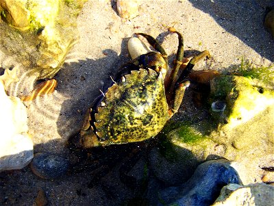 Crabe Vert (Carcinus maenas) sur la plage ds Sables-Vigniers (Île d'Oléron) photo