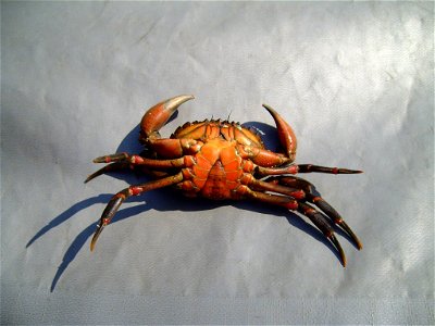Image title: Shore crab Image from Public domain images website, http://www.public-domain-image.com/full-image/fauna-animals-public-domain-images-pictures/crabs-and-lobsters-public-domain-images-pictu photo