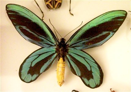 A male Queen Alexandra's Birdwing on display in Bedford Museum, England