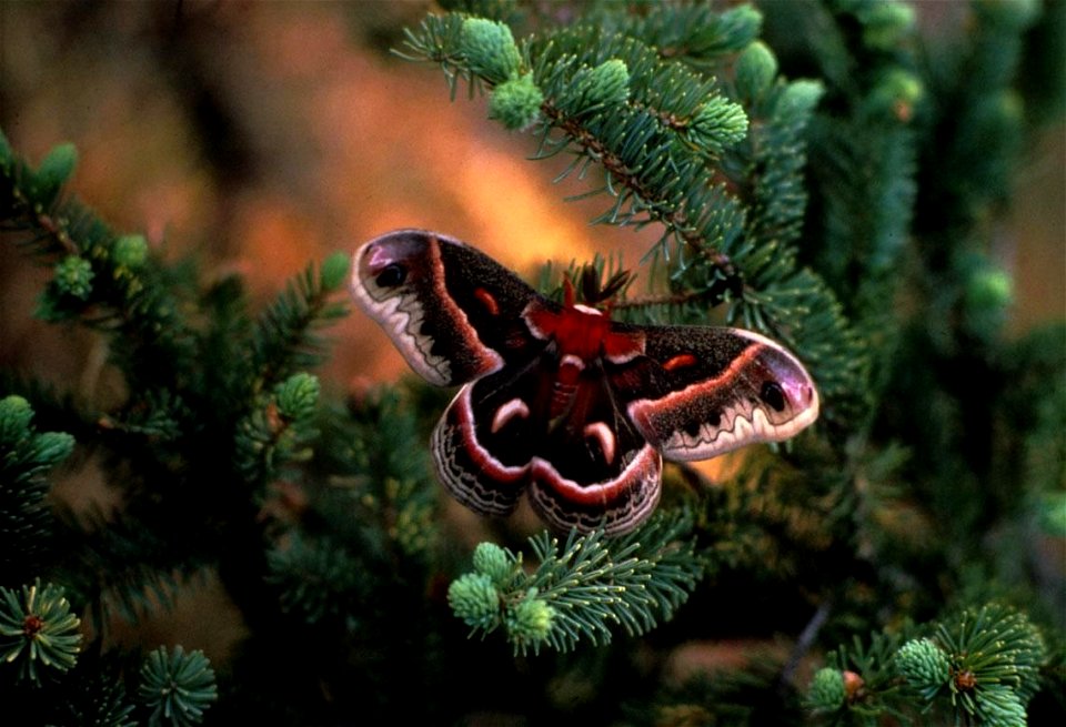 Hyalophora cecropia moth.