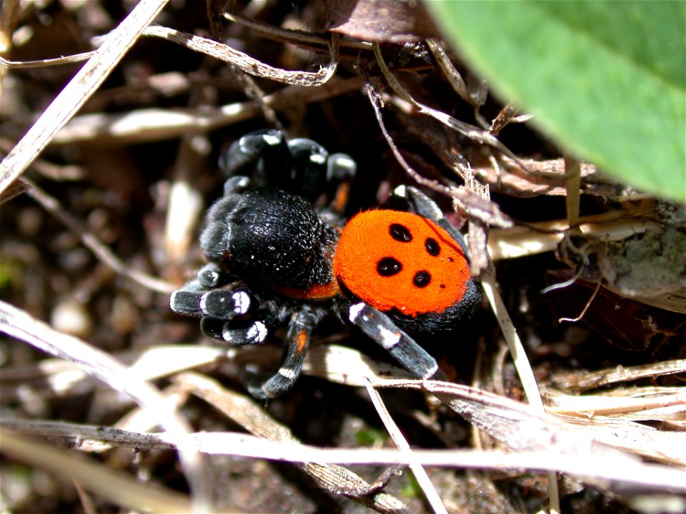 Eresus sandaliatus