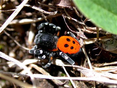 Eresus sandaliatus