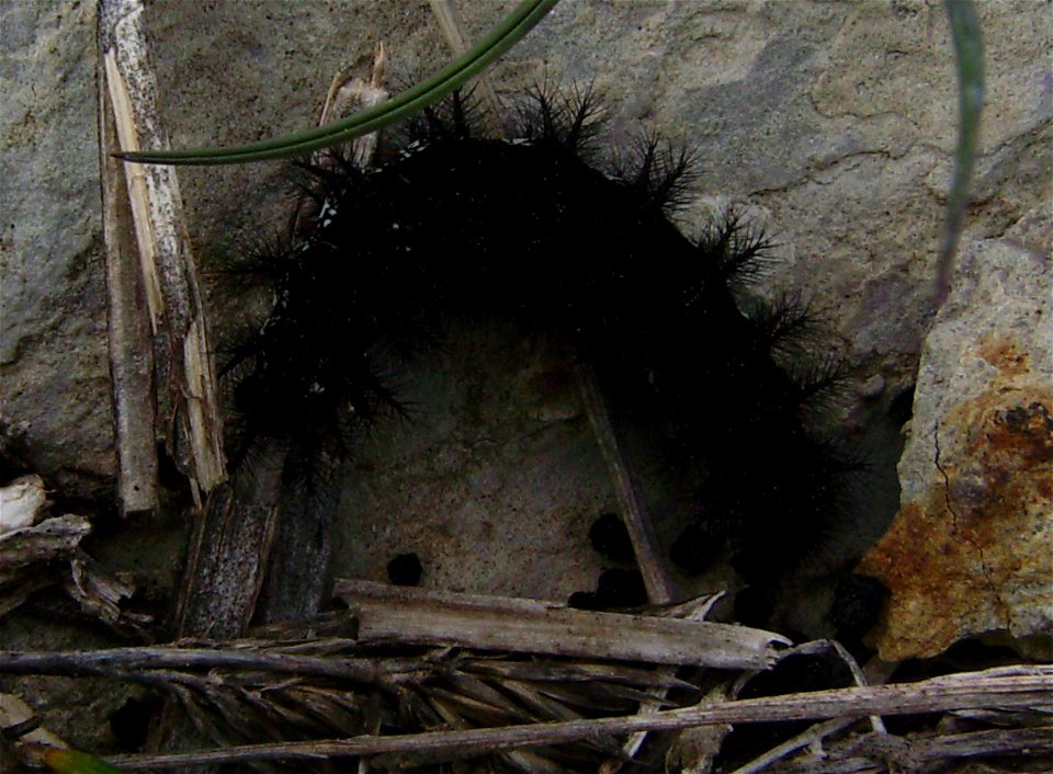 Euphydryas aurinia Castelltallat Catalonia