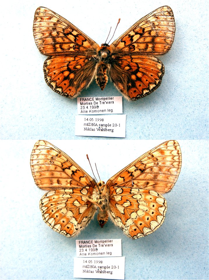 FRANCE.  Morties de Tréviers, Montpellier,    <a href="http://nymphalidae.utu.fi/story.php?code=NW20-1" rel="nofollow">nymphalidae.utu.fi/story.php?code=NW20-1</a>