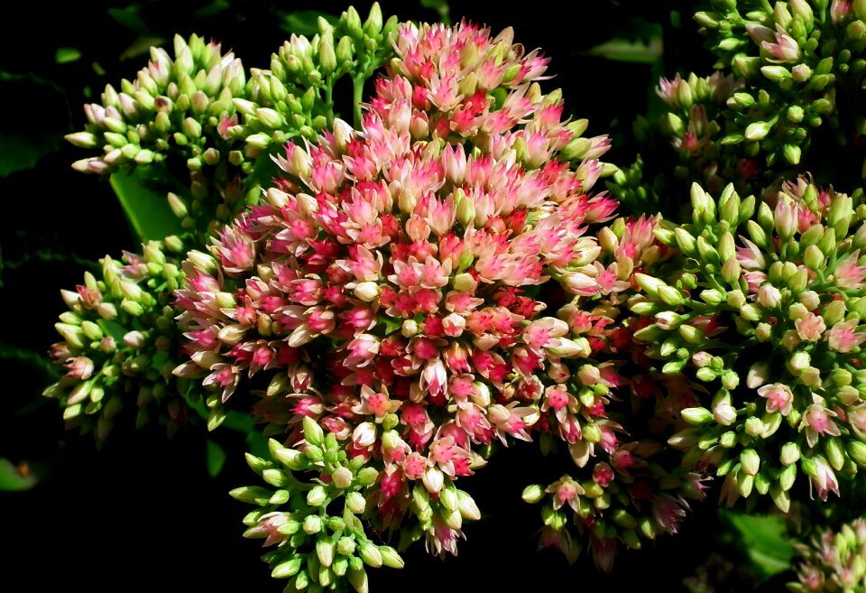 Summer inflorescence pink