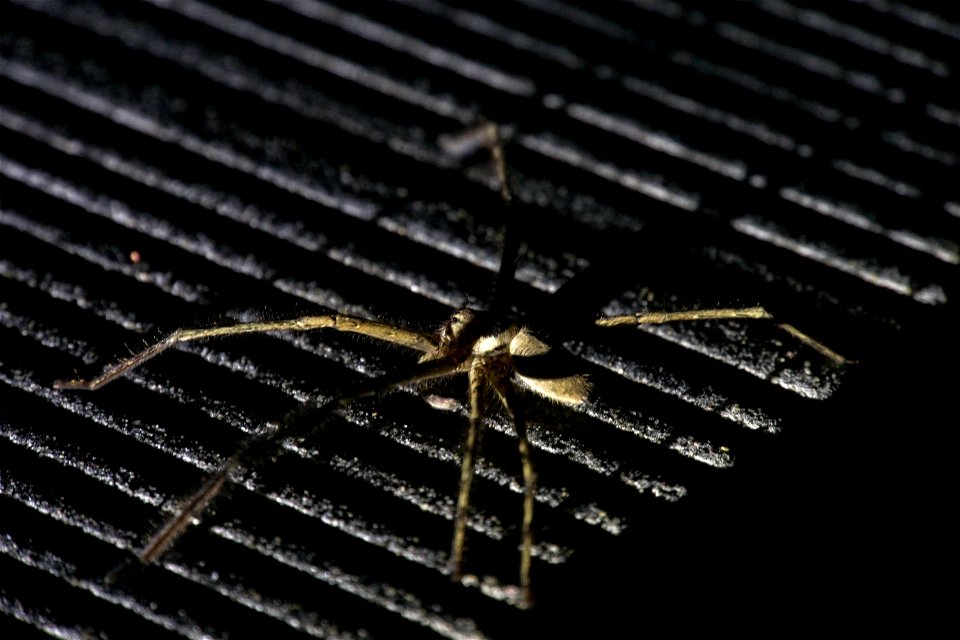 Heteropoda venatoria (Sparassidae) [Japanese name : ashidaka-gumo]
Hunstman spider

OIST pond at night