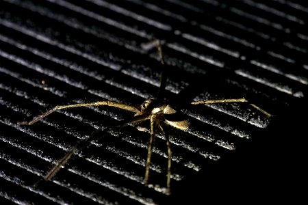Heteropoda venatoria (Sparassidae) [Japanese name : ashidaka-gumo]
Hunstman spider

OIST pond at night