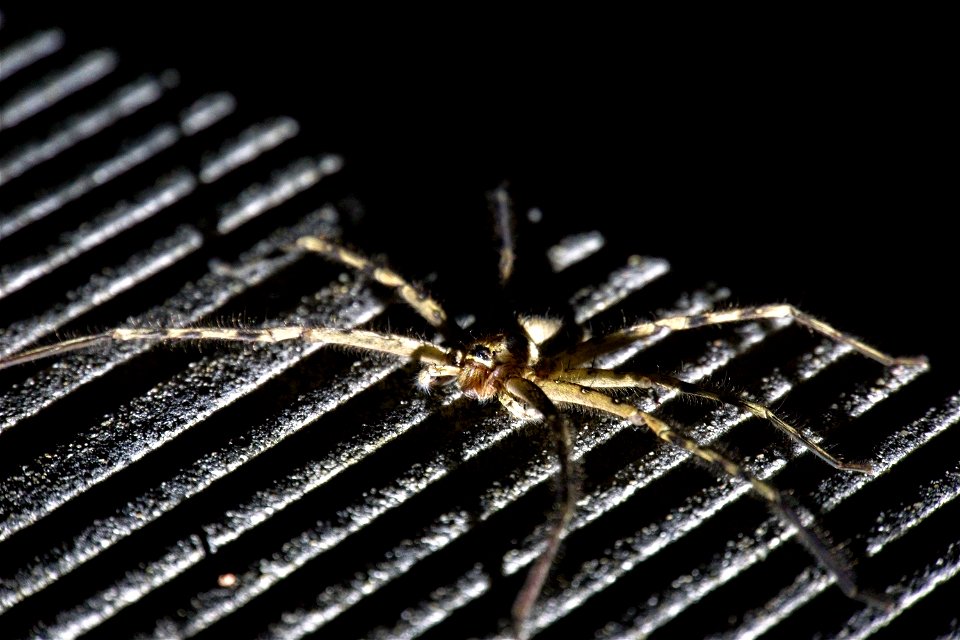 Heteropoda venatoria (Sparassidae) [Japanese name : ashidaka-gumo]
Hunstman spider

OIST pond at night