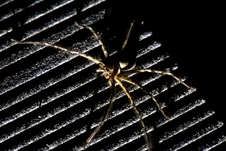 Heteropoda venatoria (Sparassidae) [Japanese name : ashidaka-gumo]
Hunstman spider

OIST pond at night
