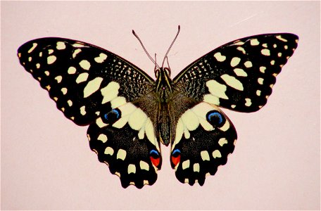 Life cycle of Lime Butterfly (Papilio demoleus)