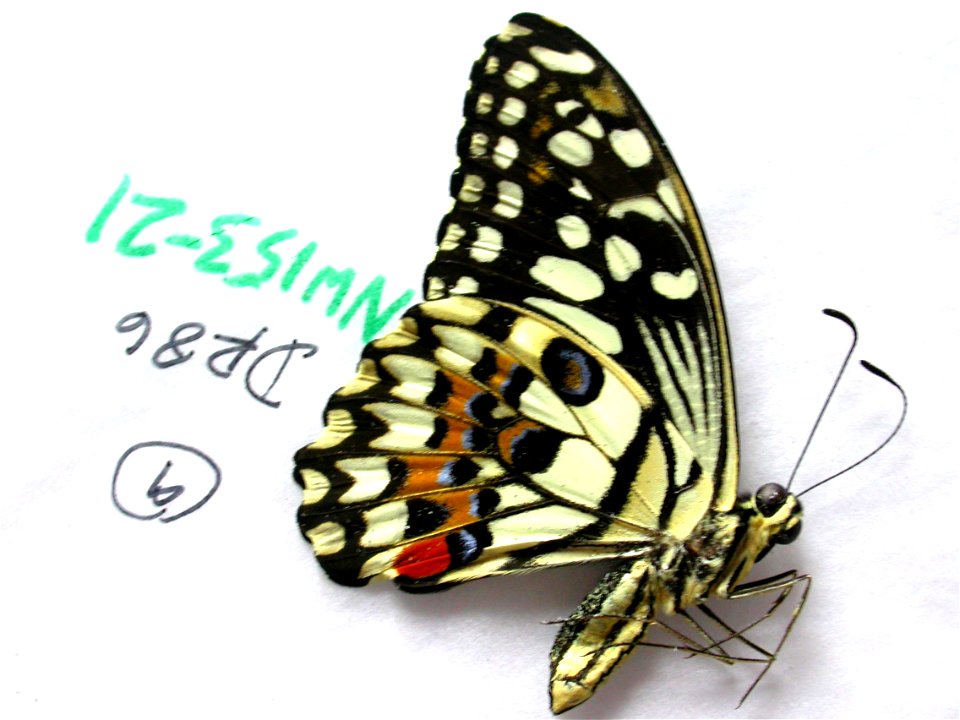DOMINICAN REPUBLIC.  La Altagracia, Parque Nacional del Este, Boca de Yuma,    <a href="http://nymphalidae.utu.fi/story.php?code=NW153-21" rel="nofollow">see in our database</a>