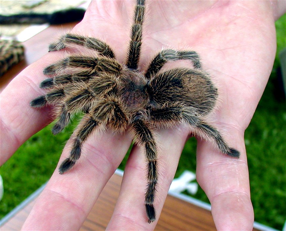 Chilean.rose.tarantula.arp