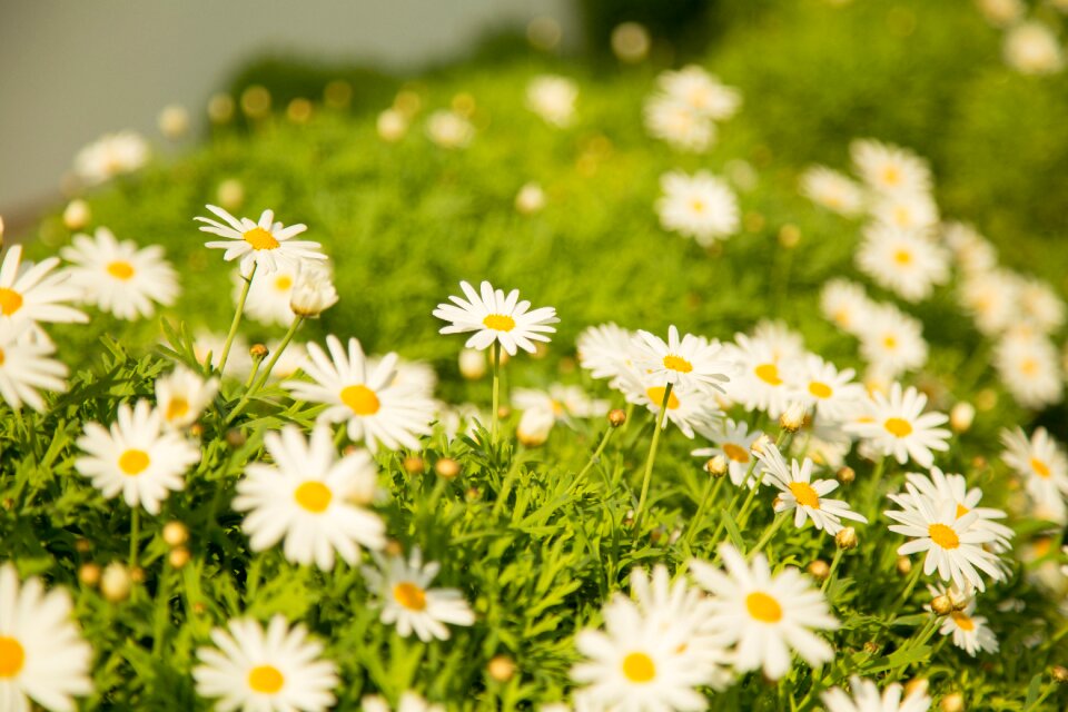 Nature grass green