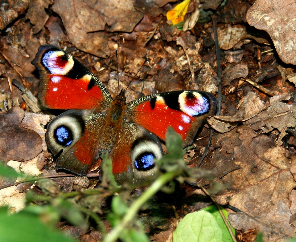 Inachis io,   Babočka paví oko
Photo Czech republic 2007 

Author= Karelj