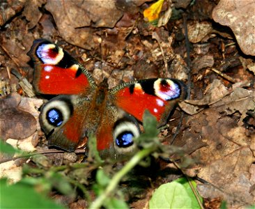 Inachis io,   Babočka paví oko
Photo Czech republic 2007 

Author= Karelj