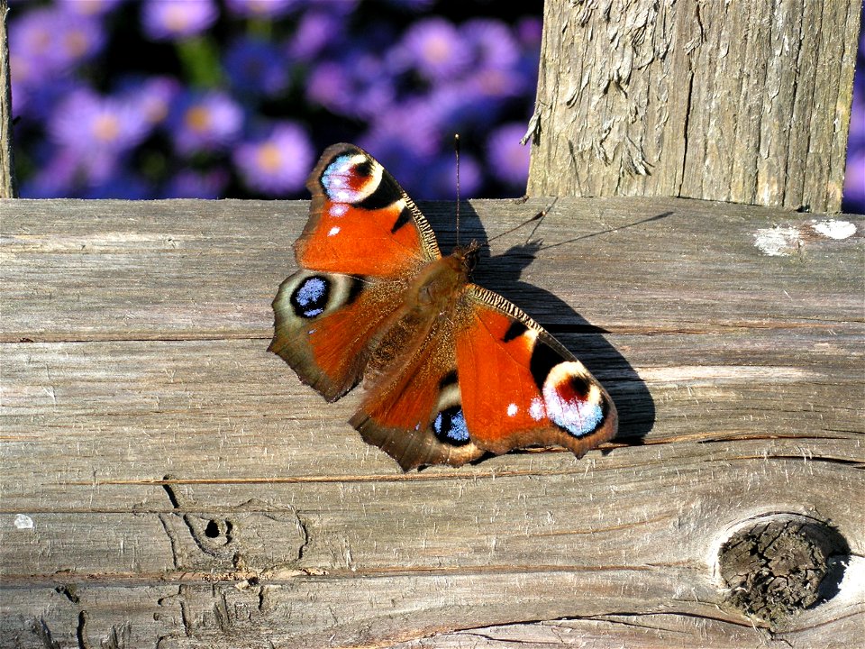 Babočka paví oko (Inachis io) photo