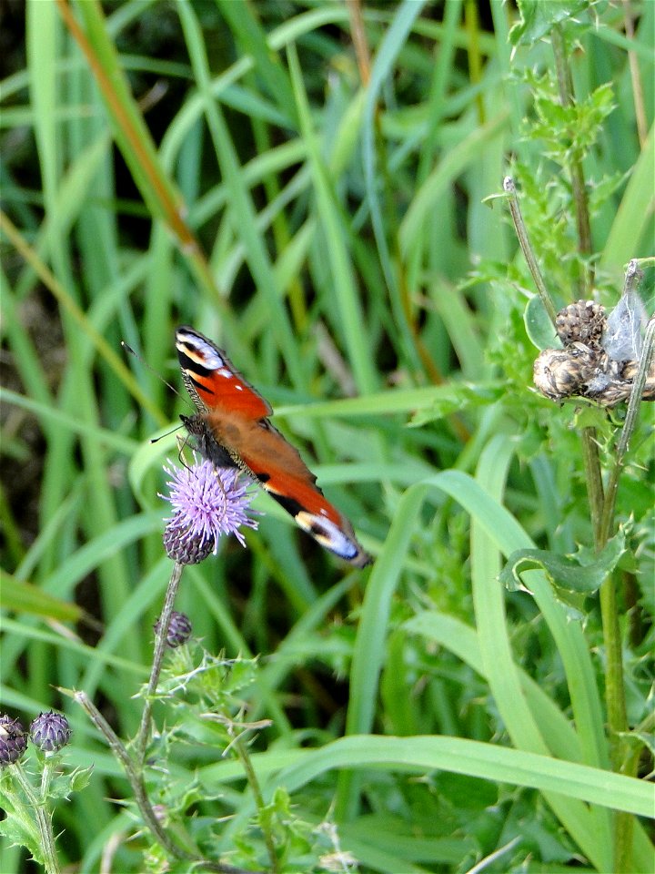 Butterfly photo