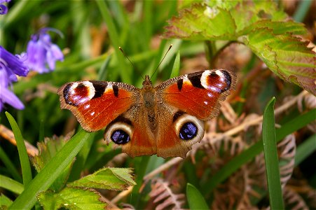 A Peacock Butterfly that I photographed in Cwm Clydach nature reserve in South Wales. photo