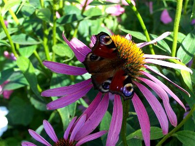 Inachis io - picture taken at the Balaton, Hungaryhu: nappali pávaszem photo