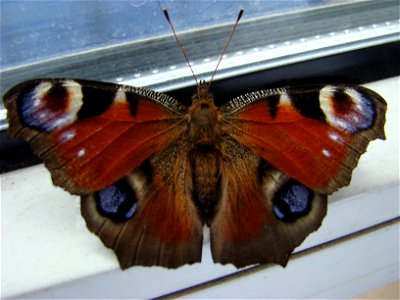 Butterfly - Inachis io photo