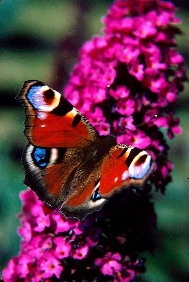 Pfauenauge auf einer Buddleja