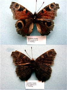 SWEDEN.  Stockholm,  Cladistics 2003, BJLS 2005, BMC 2009,  Exemplar,  <a href="http://nymphalidae.utu.fi/story.php?code=NW63-16" rel="nofollow">see in our database</a>