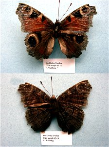 SWEDEN. Stockholm, Cladistics 2003, BJLS 2005, BMC 2009, Exemplar, <a href="http://nymphalidae.utu.fi/story.php?code=NW63-16" rel="nofollow">see in our database</a> photo