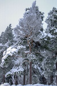 Snowy snowflakes christmas greetings photo