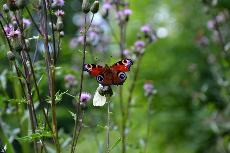 Pfauenauge (Aglais io) und Weißling im Hainich in Thüringen