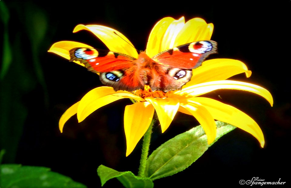 Leider nicht wirklich scharf, dennoch hat mich das Motiv überzeugt, ein merkwürdiger Anblick, Blüte mit Farbklecks. Es ist das Tagpfauenauge auf der Blüte der Topinambur.