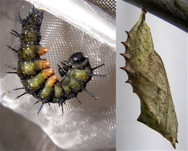 Pronympha and pupa of butterfly Vanessa io