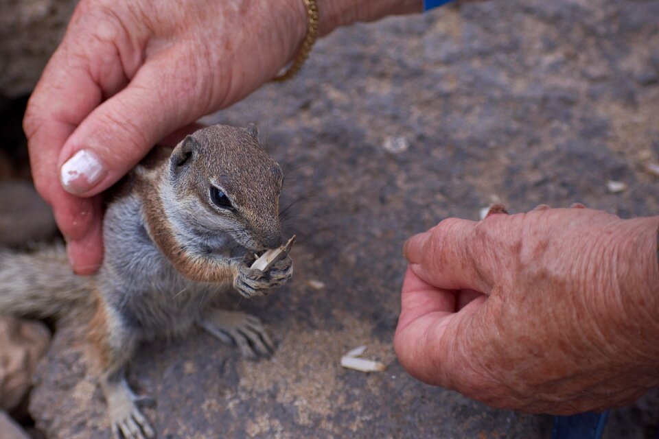 Feed nature animal world