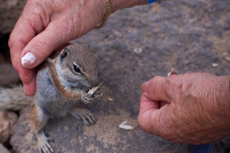 Feed nature animal world